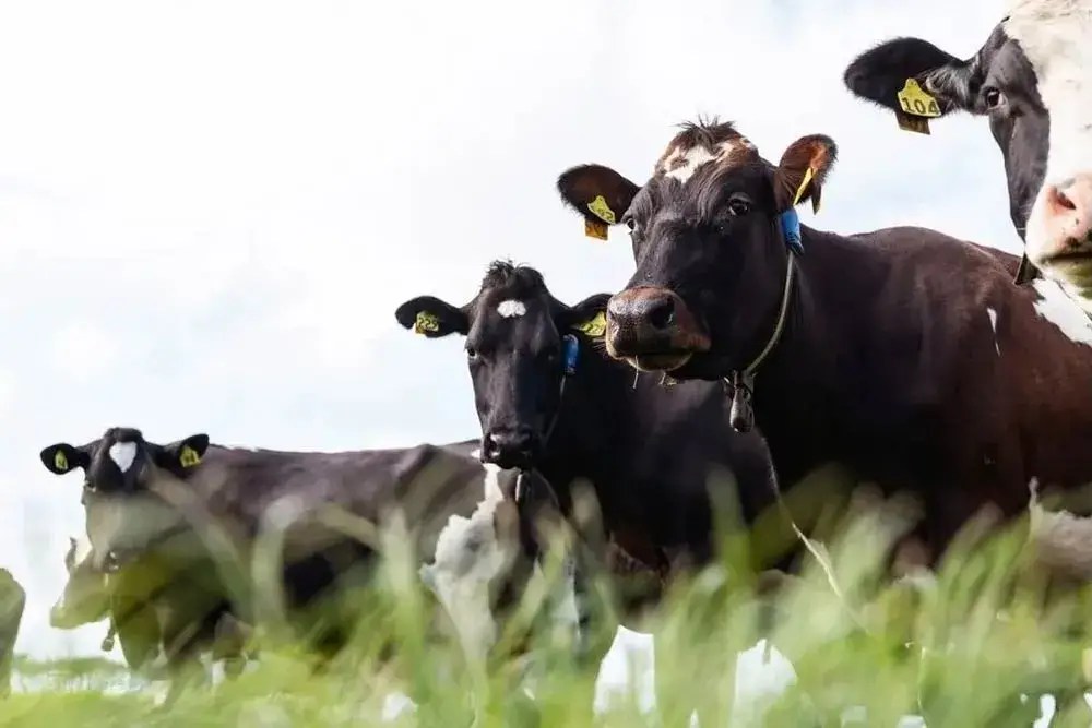 SenseHub Dairy cow collars on Michael and De-Anne Smith's herd with Protrack