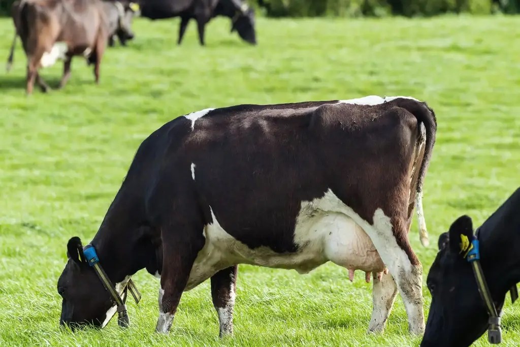 SenseHub Dairy cow collars offer more accurate heat detection and lower empty rate 