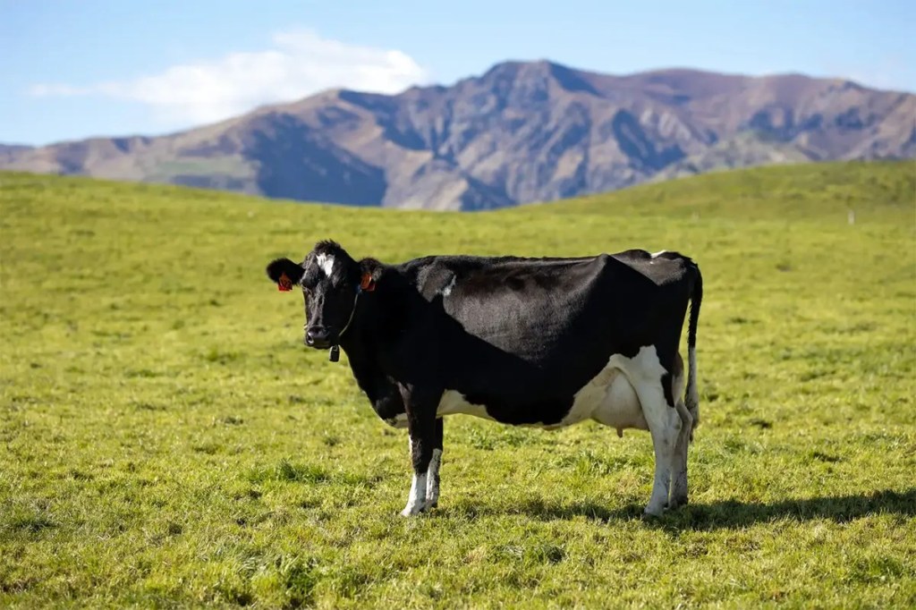 Devon Dairy Farms SenseHub Dairy Cow Collar