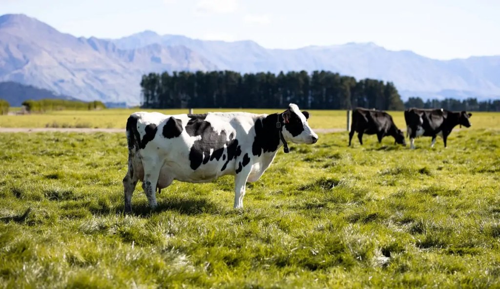 SenseHub Dairy cow collars means every cow receives individual attention if she needs it