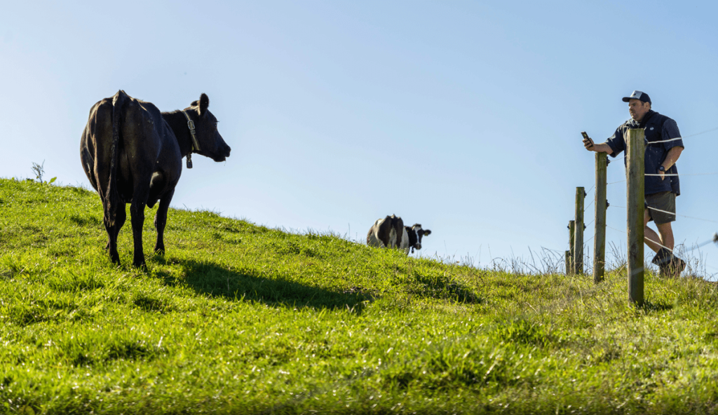 SenseHub Dairy cow collars can become your best friend