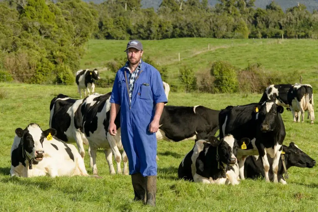 Installing SenseHub® Dairy cow collars had an immediate effect on workload