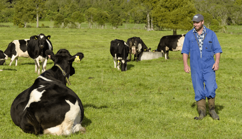 Installing SenseHub® Dairy cow collars had an immediate effect on workload