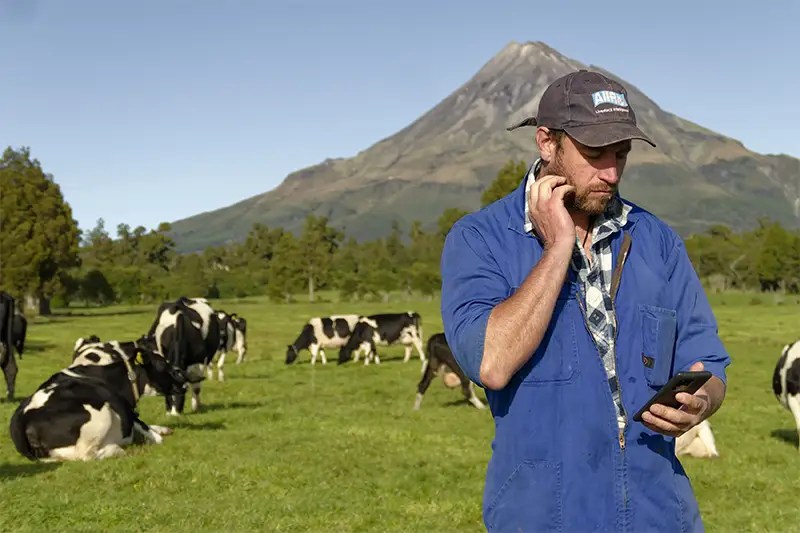 Installing SenseHub® Dairy cow collars had an immediate effect on workload