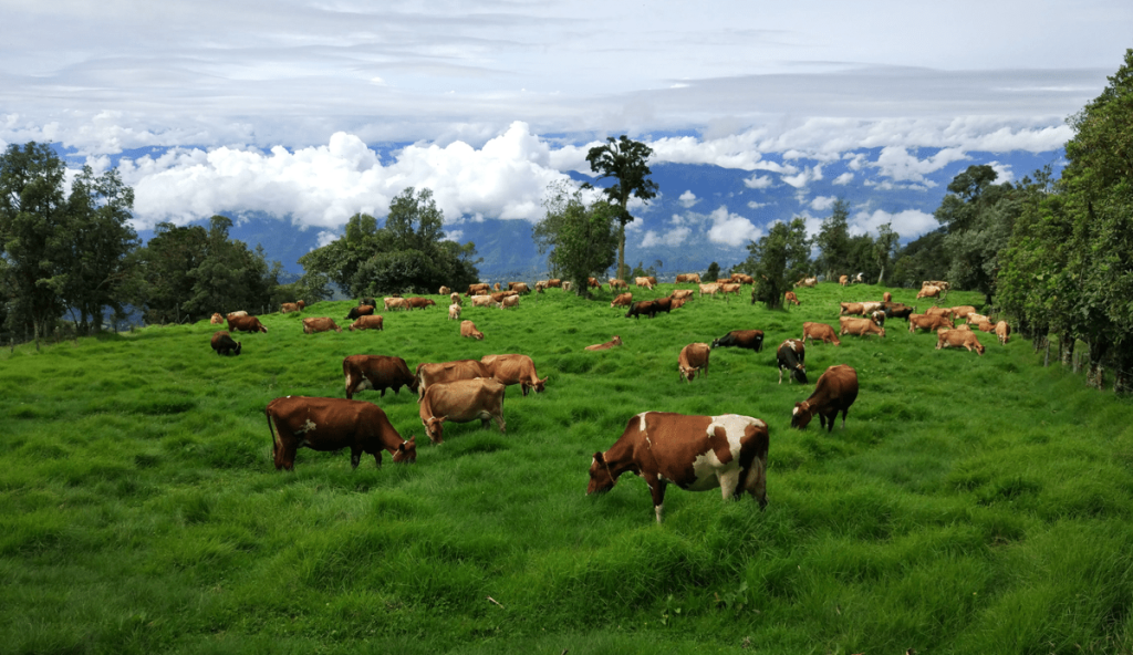 Brothers, Otto and Federico Montero - take SenseHub® Dairy to Costa Rica