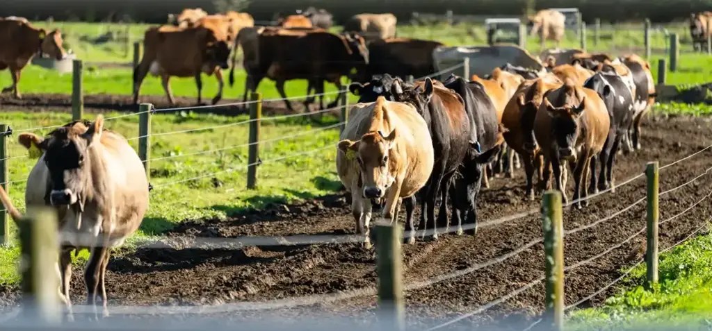 SenseHub Dairy cow collars transforms herd management