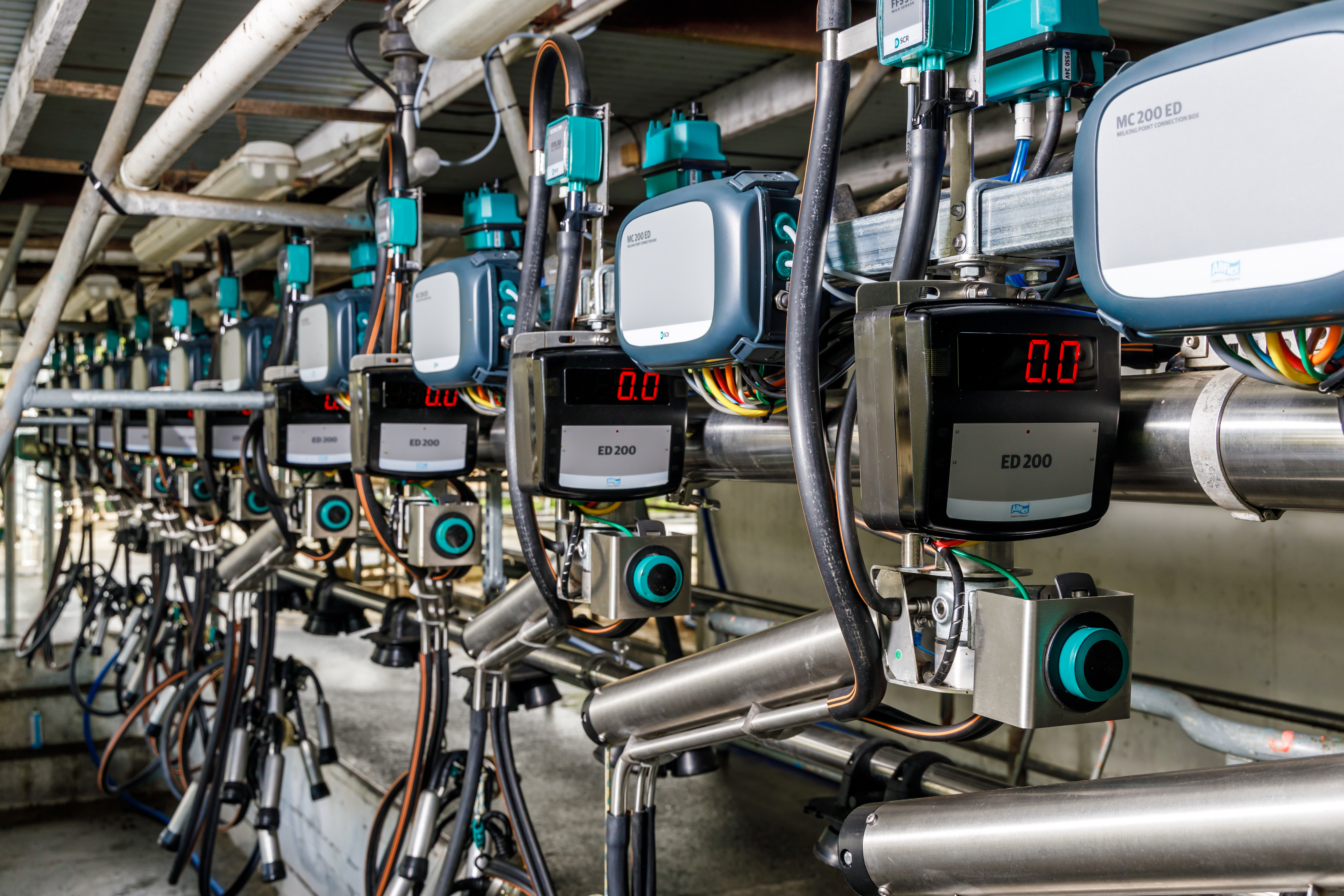 Automatic cup removers, pulsators and milking control in herringbone cow shed