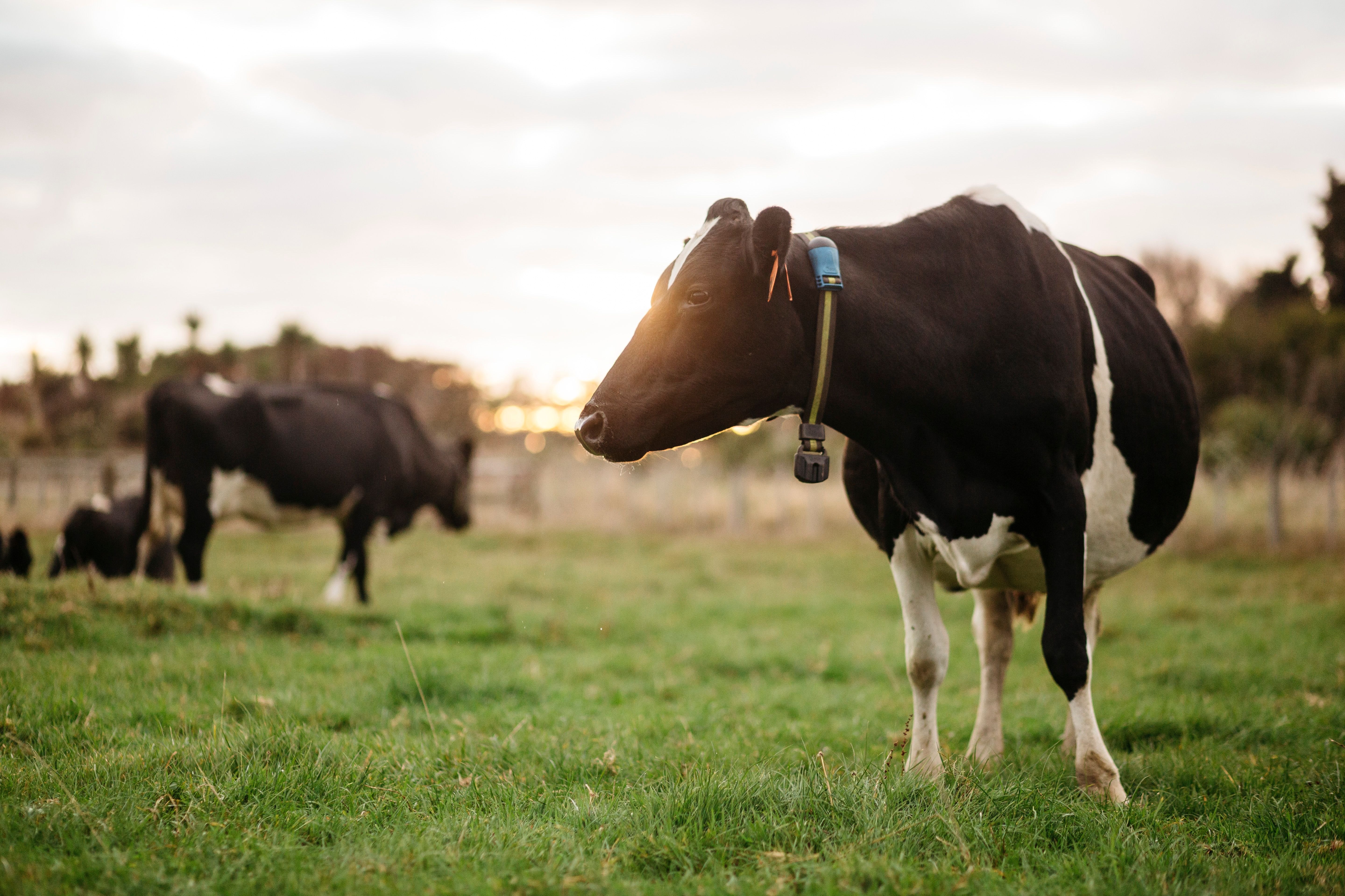 Cow wearing SenseHub Dairy cow collar, previously Allflex