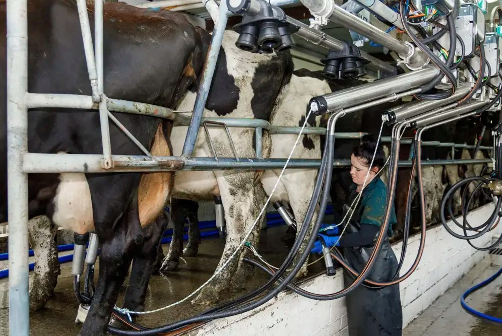 Automatic cup removers benefit both your cows and milkers