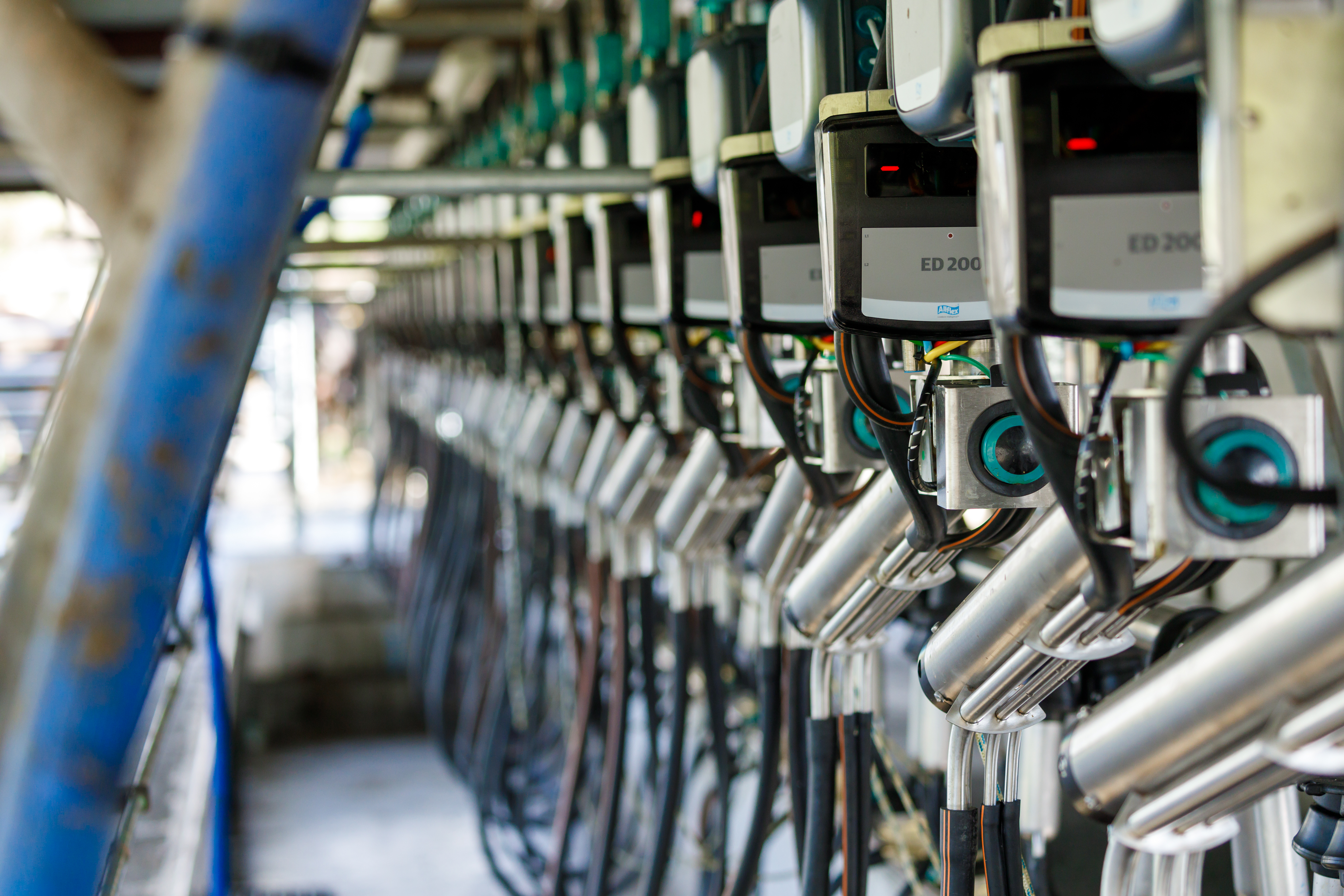 Automatic cup removers in herringbone milking shed