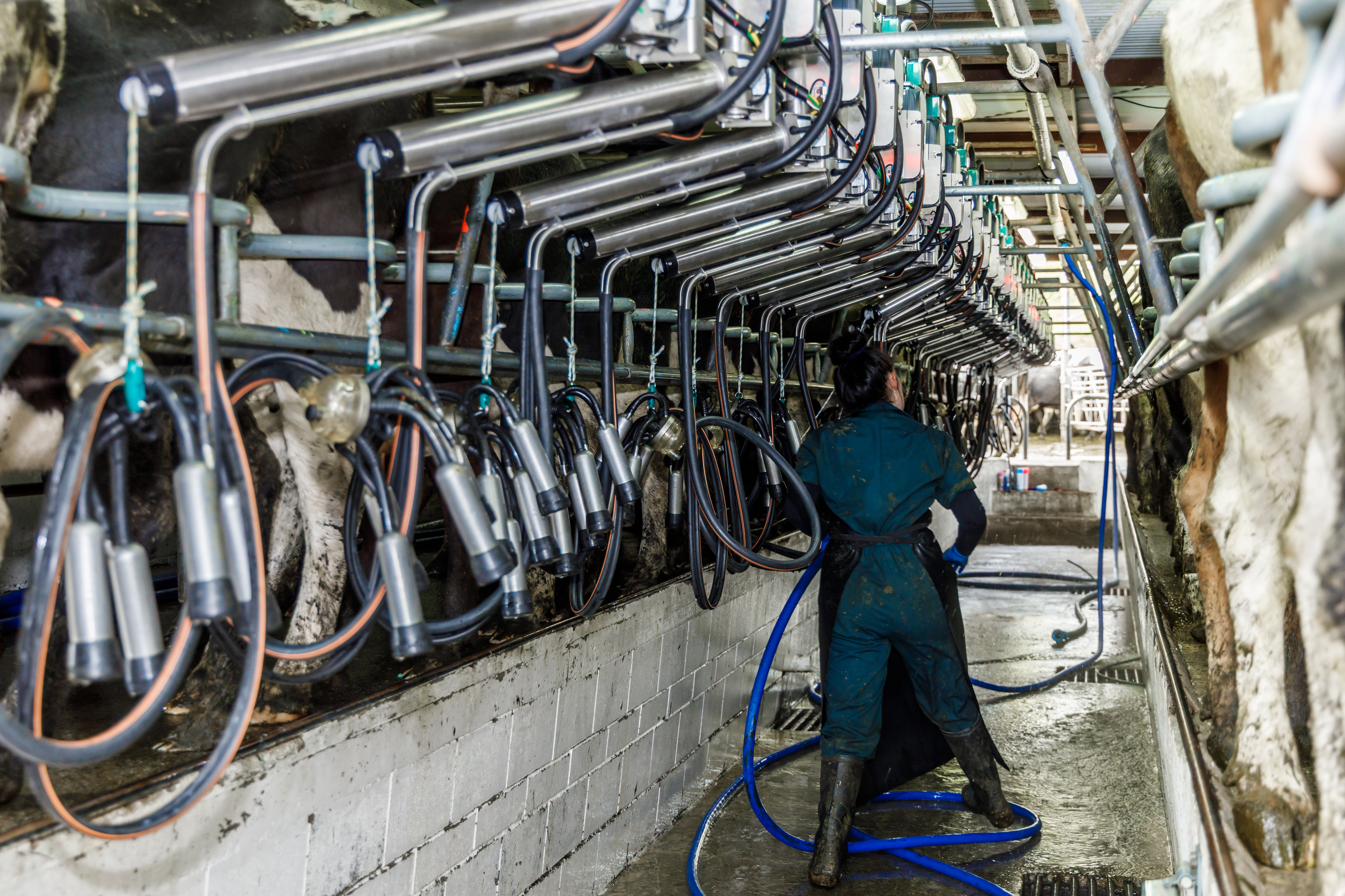 automatic cup removers in New Zealand dairy shed, milking cows