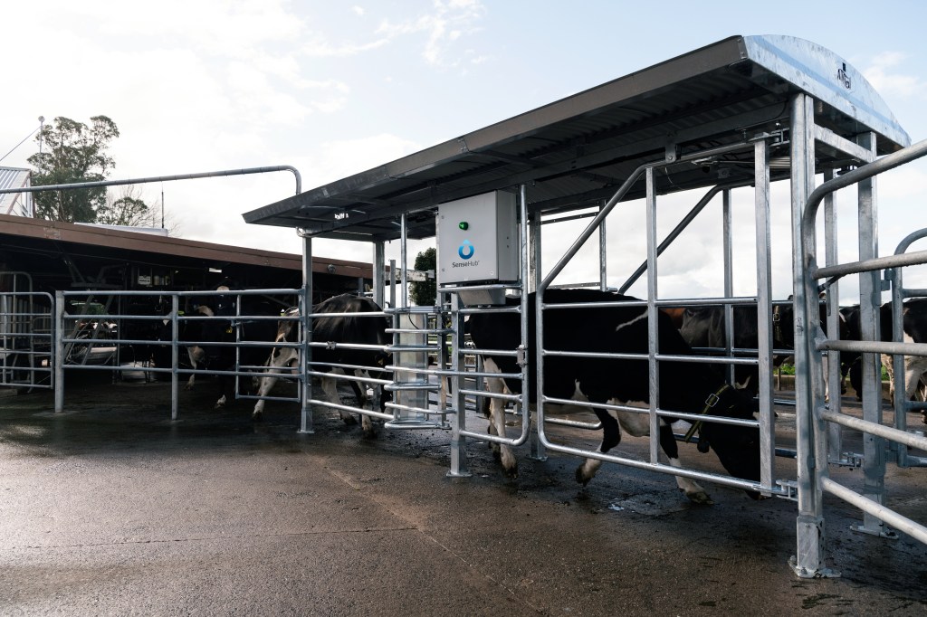 Intelligate-P drafting gate on farm with cows