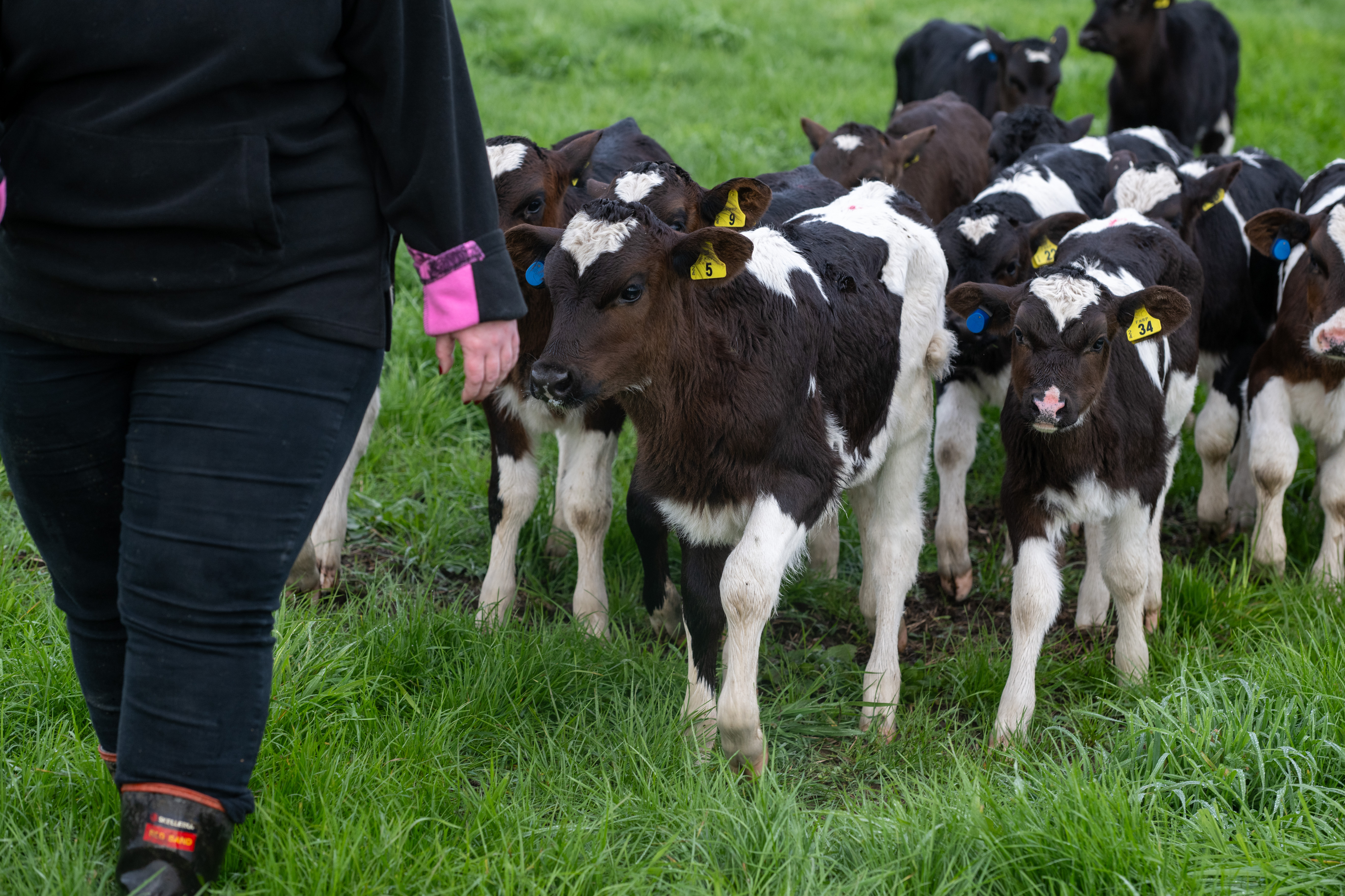 New Zealand calves wearing SenseHub Dairy Youngstock monitoring tags