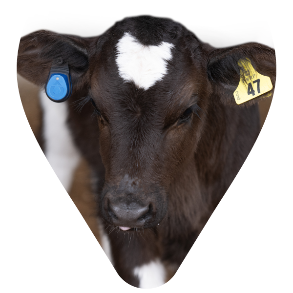 Calf with monitoring ear tag and Allflex identification tag