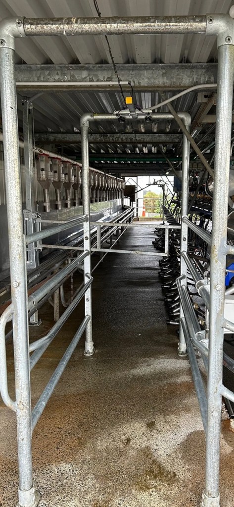 SenseHub Dairy entrance ID chute, herringbone cow shed. Dairy Exporter.