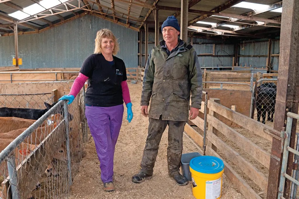 SenseHub® Dairy cow collars enable work-life balance