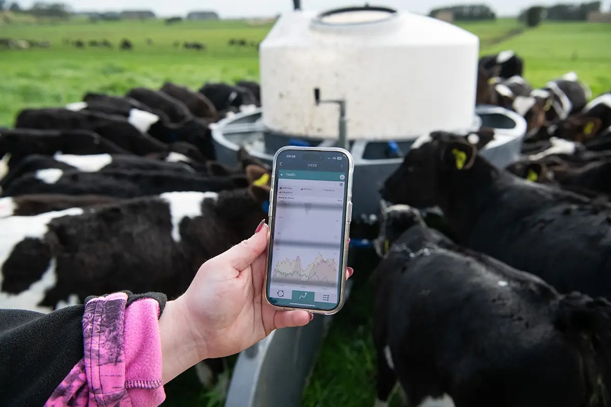 MSD Animal Health launches new calf monitoring technology for NZ